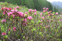 Bluemchengruppe2006_0140