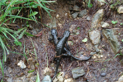 Bluemchengruppe2006_0156