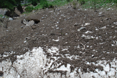 Bluemchengruppe2006_0246