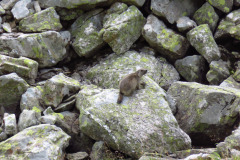 IMG_3593